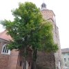 September 2015 Spreewald